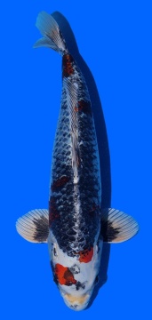 Kawari Toshinobu Igarashi 42cm 16 Monate HQ 