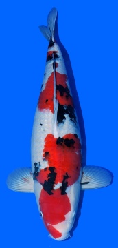 Sanke Higashi 71cm Sansai Female VHQ 