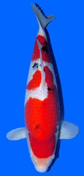 Sanke Dainichi 60cm Sansai Female VHQ 