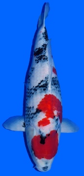 Showa Higashi  70cm Sansai Female VHQ 