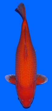 Super Mango Sakai FF 57cm Female 