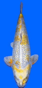 Ginrin Metallic Kawari Momotaro 50cm Nisai Female VHQ 