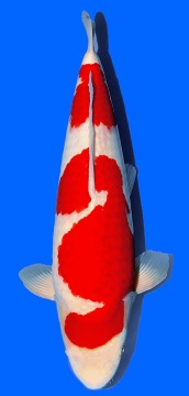 Kohaku Momotaro 60cm Nisai Female VHQ 