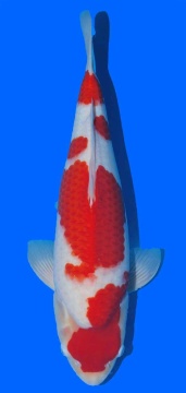 Kohaku Sakai FF 48cm 16Mon Female VHQ 