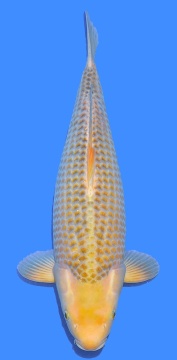 Golden Corn 51cm Nisai Female VHQ- 