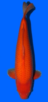 Super Mango Sakai 60cm Sansai Male  SHQ 