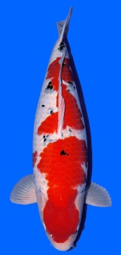 Sanke Beppu 71cm Yonsai Female SHQ 