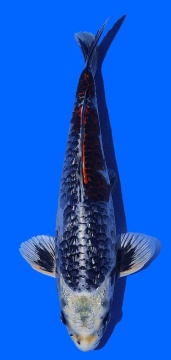 Ginrin Bigscale Toshinobu Igarashi 32cm 16 Monate  HQ 