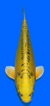 Big Scale Aoki 37cm Nisai Female VHQ 