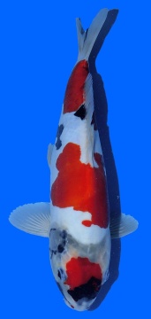 Doitsu Showa Kawakami 35cm 16 MonateVHQ 