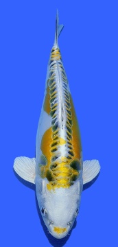 Big Scale Aoki 35cm Nisai Female VHQ 
