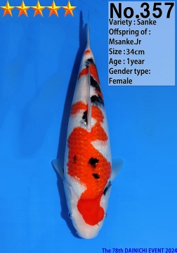 Sanke Dainichi 34cm Tosai Female SHQ 