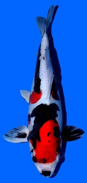 Doitsu Showa Aoki Nisai 40cm Female SHQ 