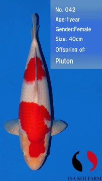 Kohaku Isa 40cm Tosai Female VHQ incl Mudpond 