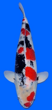 Showa Dainichi 71cm 7J Male HQ 