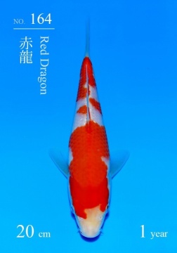 Kohaku Sakai FF Tategoi 20cm 5 Mon VHQ incl Mudpond 2027 
