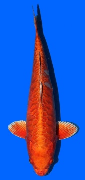 Oranje Big Scale Aoki 40cm Female HQ 