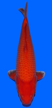 Super Mango Sakai FF 50cm Nisai Female 