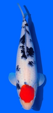 Tancho Sanke Sakai FF 40cm 16Mon VHQ 