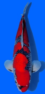 Goshiki Kawakami 48cm Nisai Female VHQ 