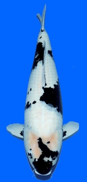 Shiro Utsuri Omosako 72cm Gosai Female 
