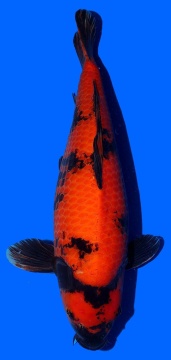 Hi Utsuri Shinoda 55cm Sansai Female VHQ 