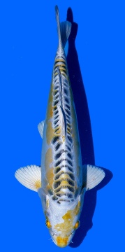 Bigscale Aoki 40cm Nisai Female HQ 