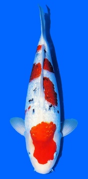 Ginrin Sanke Matsue 43cm Nisai Female VHQ 