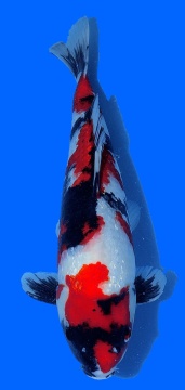 Ginrin Showa Oya 42cm 16 Monate VHQ 