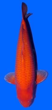 Super Mango Sakai 61cm Sansai VHQ 