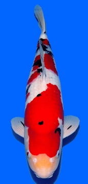 Sanke Sakai FF 56cm Gosai Male SHQ 