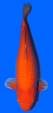 Super Mango Sakai 67cm Sansai Female VHQ 