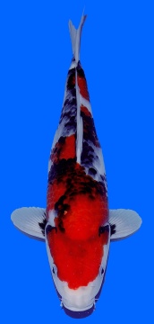 Showa Genjiro  35cm Nisai Female HQ - VERKAUFT! 