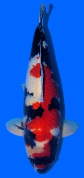 Showa Dainichi 74cm 6J Female VHQ 