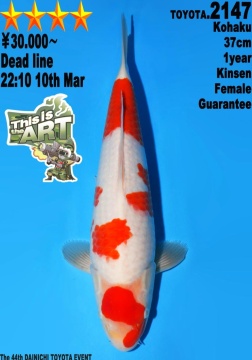the Art Kohaku Dainichi Toyota 37cm Tosai Female SHQ 