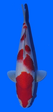 Kohaku Toshinobu Igarashi 38cm 16 Monate VHQ 