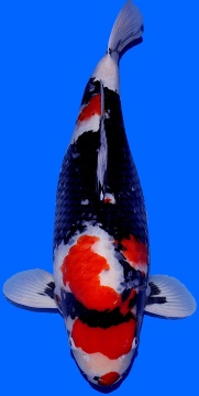 Showa Dainichi Toyota 72cm Gosai Female VHQ 