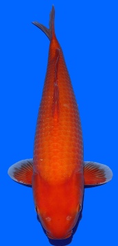 Super Mango Sakai FF 57cm Nisai Female 