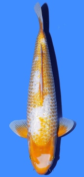 Golden Corn Taniguchi 46cm Nisai Female HQ 