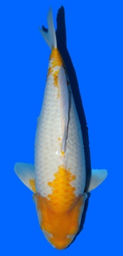Koyo Sakai Super Mango 66cm Sansai Female VHQ 