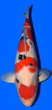 Sanke Sakai FF 52cm Nisai Female SHQ 
