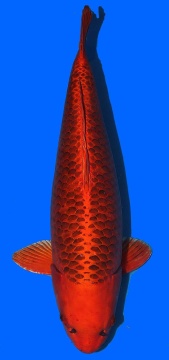 Kin Matsuba Higashi 70cm Yonsai Female VHQ 