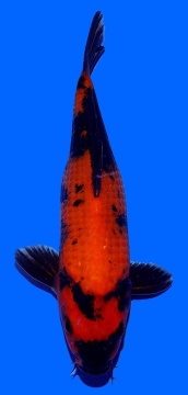 Hi Utsuri Genjiro 30cm Female Nisai HQ-VERKAUFT! 