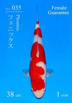 Kohaku Sakai FF 38cm Tosai Female VHQ - VERKAUFT! 