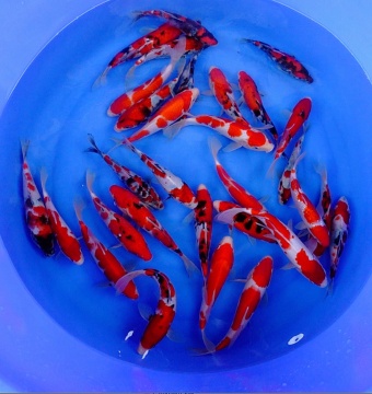 Maruhiro HQ Tosai Kohaku - Showa - Sanke 15-23cm Stck 99-125€ 