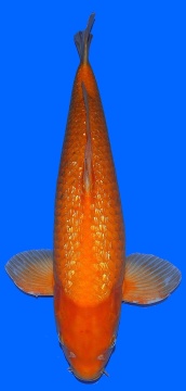 Ginrin Oranje Karashi Momotaro 65cm Sansai Male 
