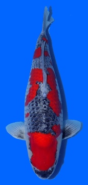 Goshiki Momotaro 60cm Yonsai Female VHQ 