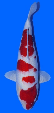 Kohaku Dainichi Toyota 71cm Gosai Female VHQ 
