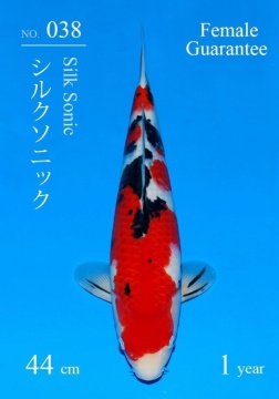 Sanke Sakai FF 44cm Tosai Female VHQ 