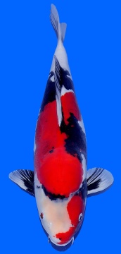 Doitsu Showa 51cm Sansai Female VHQ 